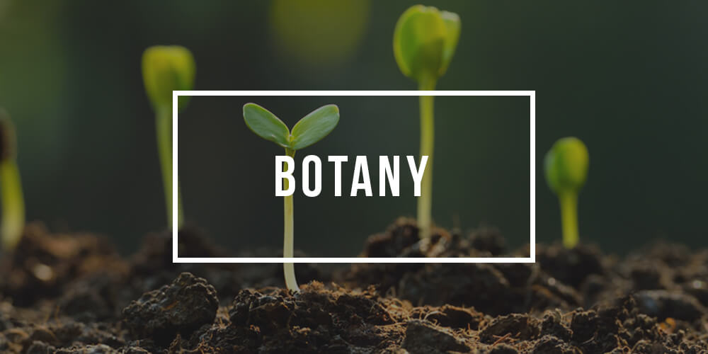 Major in Botany