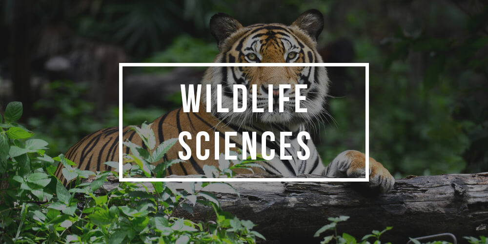 Major in Wildlife Sciences