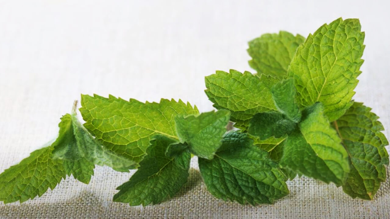 vitamin c in mint leaves