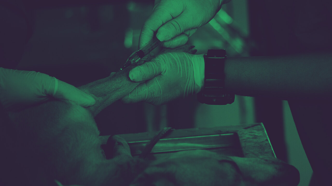 What Major Do I Need to a Veterinarian Plexuss